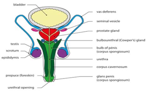 Skenes gland